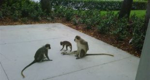 How did the monkeys get in Dania Beach?