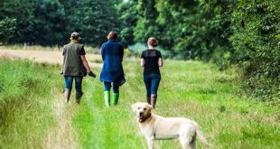 How do you spend a day with a dog?