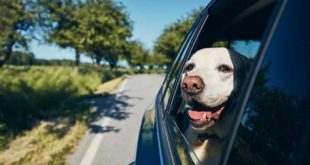 How many dogs can you have in Miami?