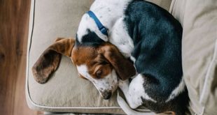 How many hours a day do dogs spend alone?