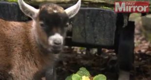 How many kids did Mother Goat abandoned?