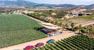 How many wineries are in Valle de Guadalupe?