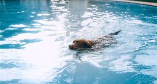 Is it safe for dogs to swim in Florida?