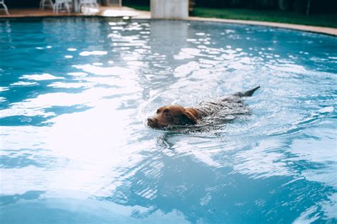 Is it safe for dogs to swim in Florida?
