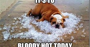 Is it too hot in Florida for dogs?