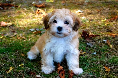 Is Little Havana dog friendly?