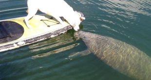 Is Manatee Island dog friendly?