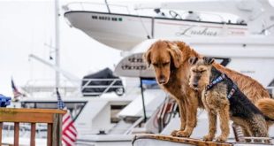 Is the Miami Boat Show dog friendly?