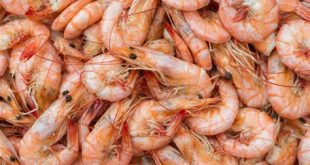 Is there a shrimp season in Florida?