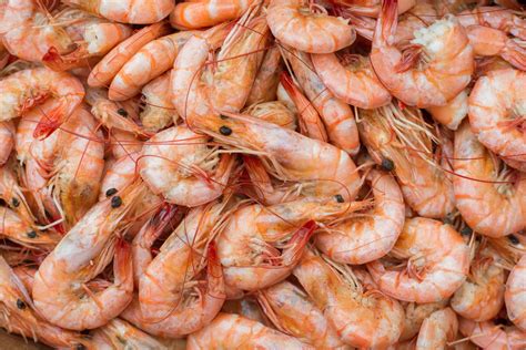 Is there a shrimp season in Florida?