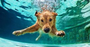 Should I let my dog swim in the sea?
