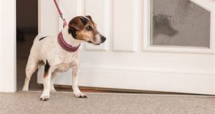 Should I take my anxious dog to the dog park?
