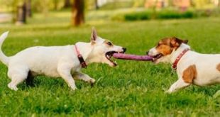 What activities do dogs love most?