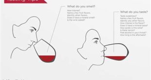 What are the 4 parts to tasting wine?