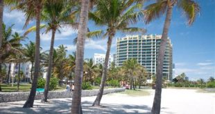 What city in Florida has the most trees?