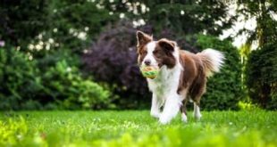 What cool things can dogs do?