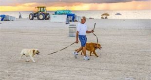 What do I need to travel with my dog to Miami?