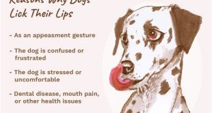 What does it mean when a dog licks you?