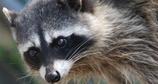 What exotic pets are legal in Florida without a license?