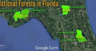 What Florida city has a national forest?