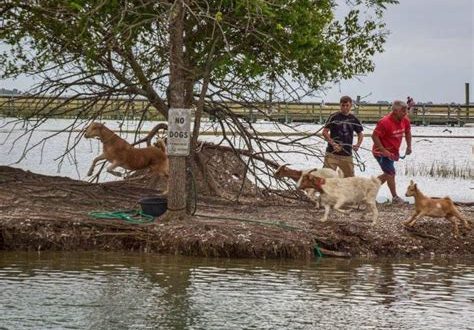 What is filmed on Goat Island?