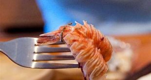 What is Florida rock shrimp?