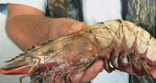 What is the largest shrimp in Florida?