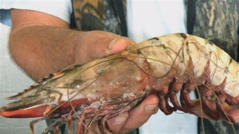 What is the largest shrimp in Florida?