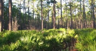 What is the most forested area in Florida?