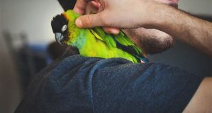 What is the most popular companion animal?