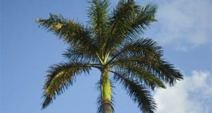 What is the national tree of Miami?