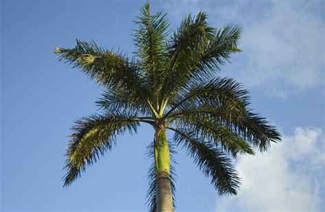 What is the national tree of Miami?