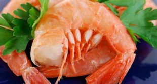 What is the shrimp capital of Florida?