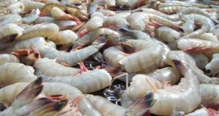 What is the shrimp limit in Florida?