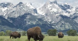 What park has the most wildlife?
