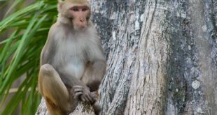 What river in Florida has monkeys?