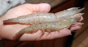 What time of year is best for shrimp in Florida?