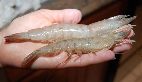 What time of year is best for shrimp in Florida?