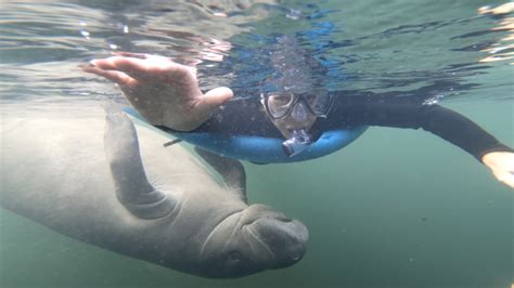 Where can you legally touch manatees?