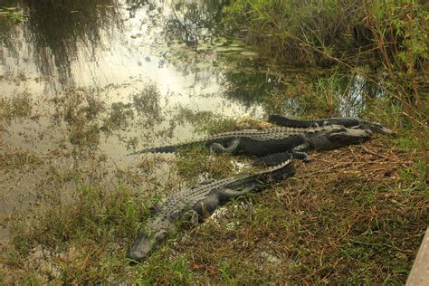 Where is the best place to see alligators in the Everglades?