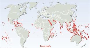 Where is the healthiest coral reef in the world?