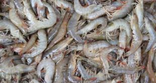 Where not to buy shrimp from?