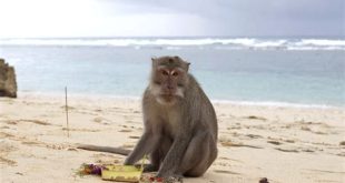 Which beach has monkeys?