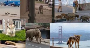 Which city has the most wild animals?