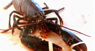 Which is more expensive lobster or crab?