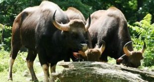 Which is oldest wildlife sanctuary?
