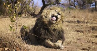 Which is the oldest animal sanctuary?