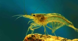 Who has almost 1 best selling shrimp in America?