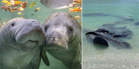 Why can't you touch manatees with 2 hands?