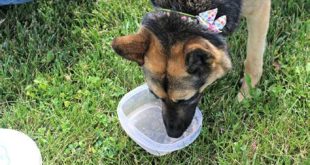 Why do dog parks make dogs reactive?